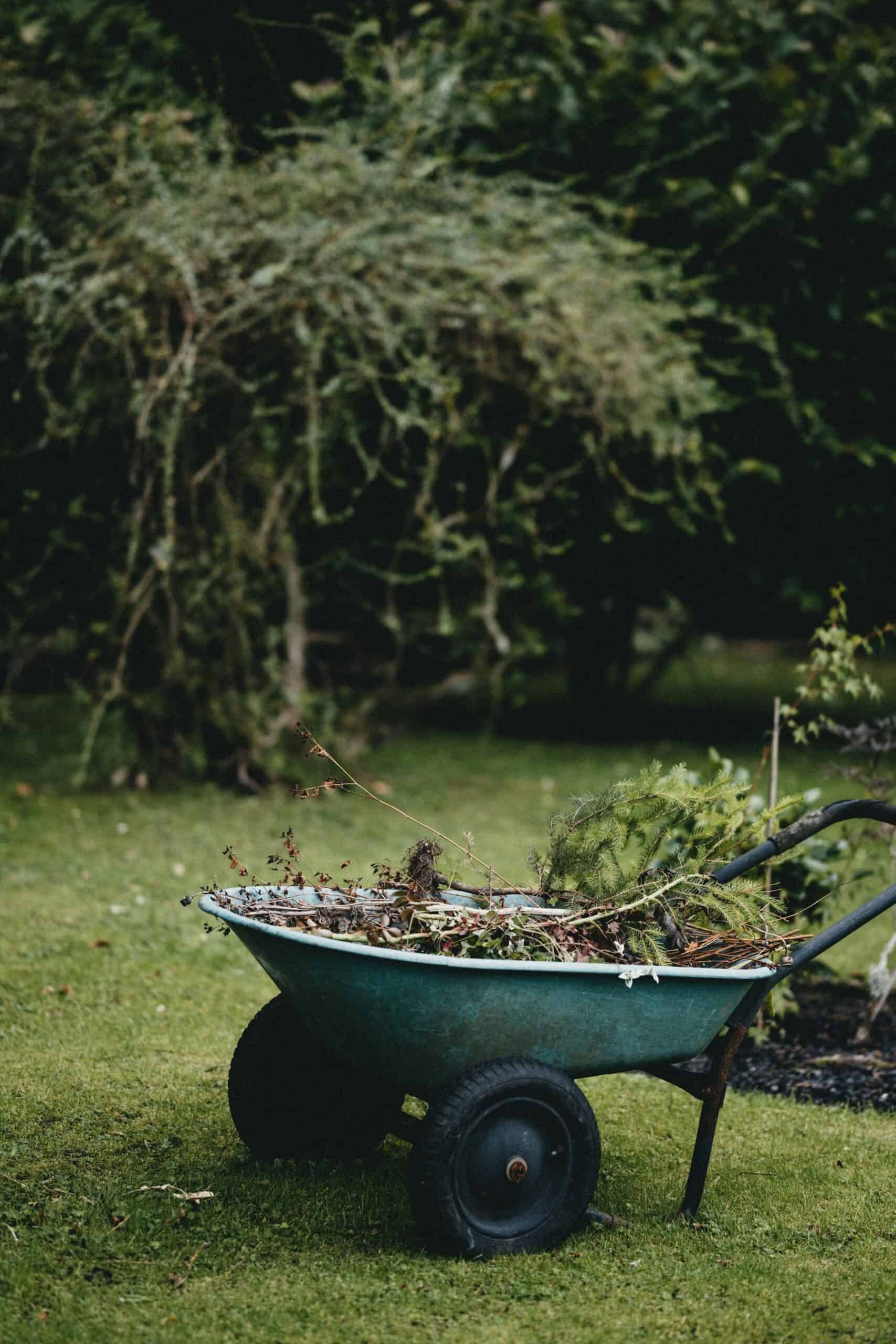 Wheelbarrow with garden debris