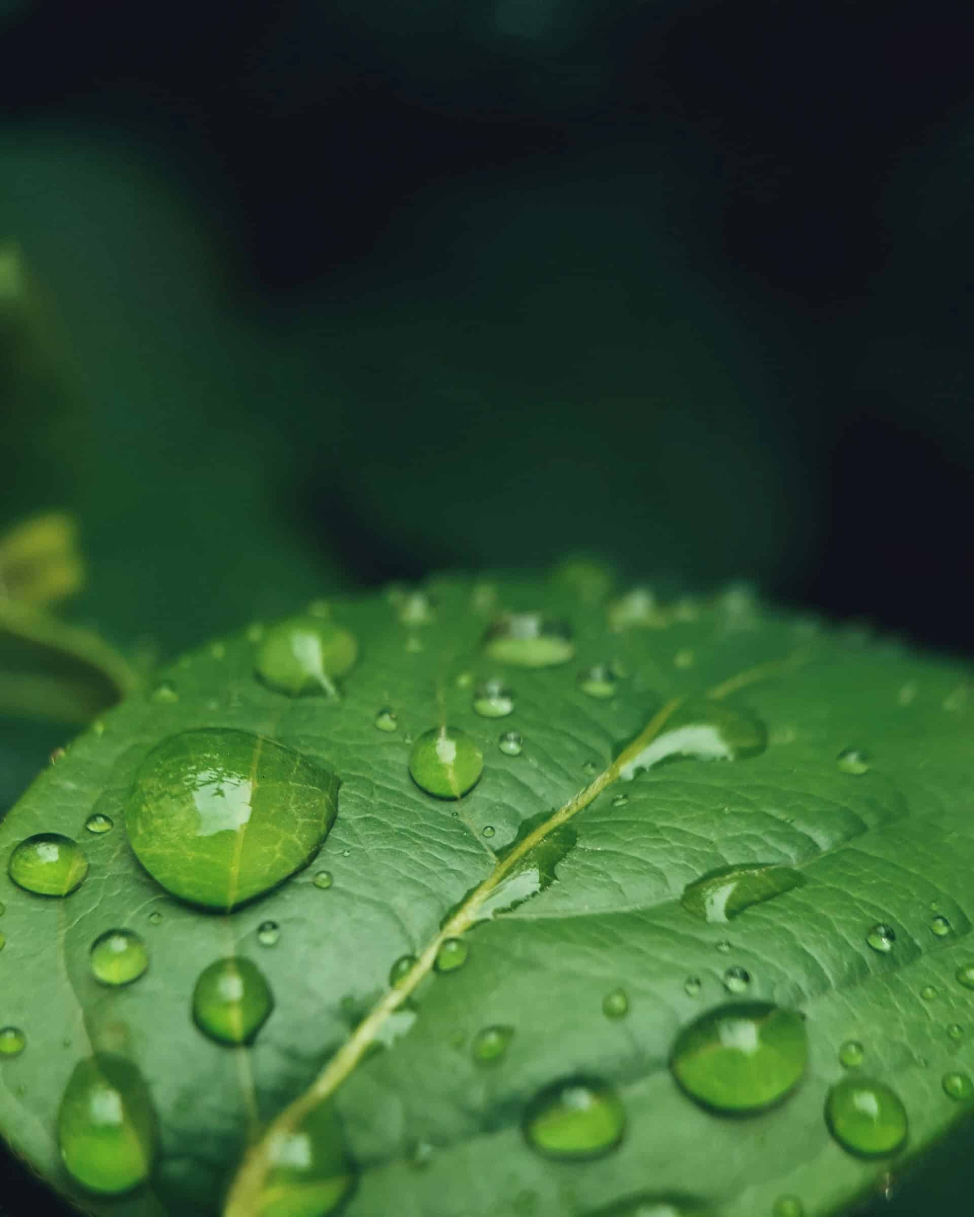 Green leaf with rain droplets